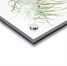 Convallaria japonica illustration  Acrylic print