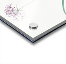 Amaryllis undulata illustration  Acrylic print