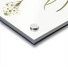 Arabian starflower illustration  Acrylic print