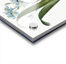Iris fimbriata illustration  Acrylic print