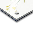 Ixia bulbifera illustration  Acrylic print