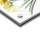 Golden Hurricane Lily illustration  Acrylic print