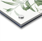 Maranta arundinacea illustration  Acrylic print