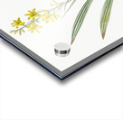 Wachendorfia thyrsiflora illustration  Acrylic print