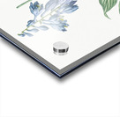 Daylily illustration  Acrylic print