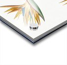 Bird of paradise illustration  Acrylic print