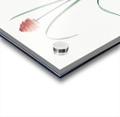 Veltheimia abyssinica illustration  Acrylic print