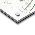 Veltheimia abyssinica illustration  Acrylic print