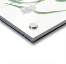 Virginia spiderwort illustration  Acrylic print