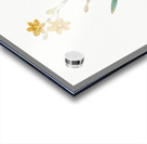 Pitcairnia latifolia illustration  Acrylic print