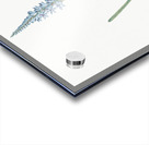 Ixia cepacea illustration  Acrylic print