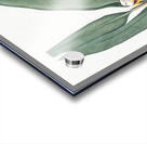 Shellflower illustration  Acrylic print