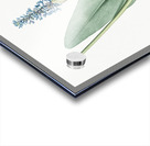 Pickerelweed illustration  Acrylic print