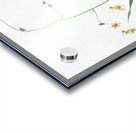 Diasia iridifolia illustration  Acrylic print