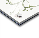 Moraea sordescens illustration  Acrylic print