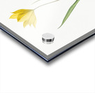 Tulipa sylvestris illustration  Acrylic print