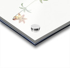 Lilium penduliflorum illustration  Acrylic print