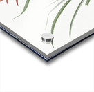 Pitcairnia angustifolia illustration  Acrylic print