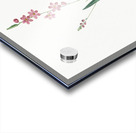 Ixia scillaris illustration  Acrylic print