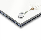 Crocus illustration  Acrylic print