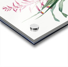 Pitcairnia bromeliaefolia illustration  Acrylic print