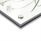 Allium fragrans illustration  Acrylic print