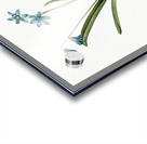 Scilla amoena illustration  Acrylic print
