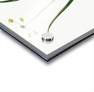 Small yellow onion illustration  Acrylic print