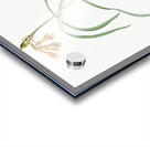 iPancratium croceum llustration  Acrylic print