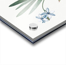 Gladiolus plicatus illustration  Acrylic print