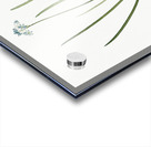 Spring squill illustration  Acrylic print