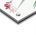 Gladiolus cardinalis illustration  Acrylic print