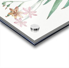 Blackberry Lily illustration  Acrylic print