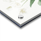 Crinum giganteum illustration  Acrylic print