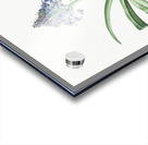 Portuguese squill illustration  Acrylic print