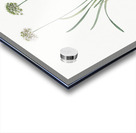 Allium carolinianum illustration  Acrylic print