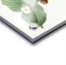 Sand ginger illustration  Acrylic print