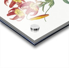 Turban lily illustration  Acrylic print