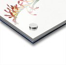 Antholyza aethiopica illustration  Acrylic print