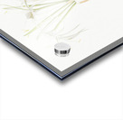 Pancratium littorale illustration  Acrylic print