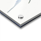 Ixia plantaginea illustration  Acrylic print