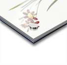 Ixia tricolor illustration  Acrylic print