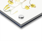 Lilium pyrenaicum illustration  Acrylic print