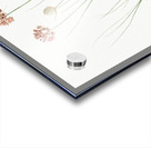 Allium globosum illustration  Acrylic print