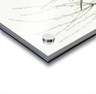 Phalangium elatum illustration  Acrylic print