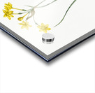 Rush daffodil illustration  Acrylic print