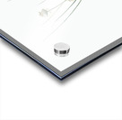 Allium obtusiflorum illustration  Acrylic print