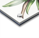 Boat lily illustration  Acrylic print