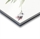 Gladiolus mucronatus illustration  Acrylic print