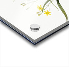 Gladiolus mucronatus illustration  Acrylic print